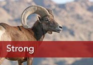 captive-strong